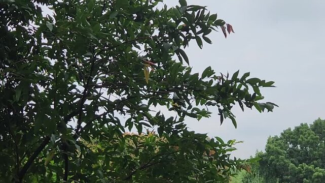 Tree branches swaying in the breeze, perfect for nature videos. Green trees with vibrant foliage, ideal for nature and eco clips. Tree canopy against the sky, great for outdoor and nature footage. Lus