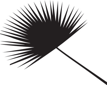 Elegant silhouette of a dramatically lit sabal palmetto leaf against a high contrast backdrop