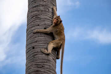 Angkor Wat Archeological Park in Siem Reap, Cambodia