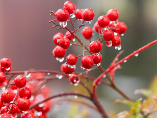 雨に濡れた南天のクローズアップ