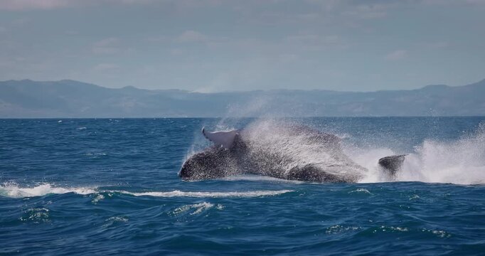 Humpback blue whale jumping out of the water in Caribbean Sea, Samana island, Dominican Republic