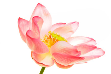 Delicate Pink Lotus Flower with Soft Petals and Green Stamen