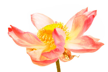 Delicate Pink and Yellow Lotus Flower on White Background in Bloom