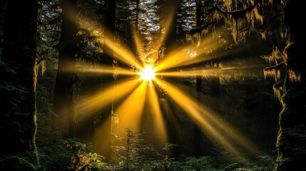 Sunlight filtering through the canopy of a vibrant forest