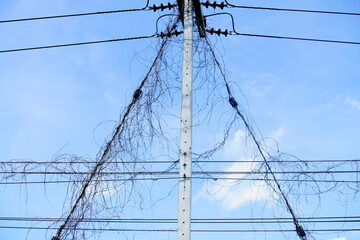 Telephone Pole with Overgrown Vines Under Clear Blue Sky
