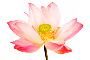 Beautiful Pink Lotus Flower with Petals and Green Seed Pod