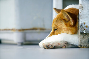 Dog Sleeping Peacefully on the Floor with a Calm Expression