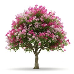 Obraz premium Blooming tree with pink and white flowers isolated on white background