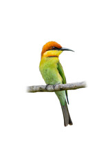 Chestnut-headed Bee-eater perched gracefully, showing bright green body, chestnut crown, and slender curved bill on a bare branch
