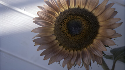 Bright yellow sunflower with a bee resting on its petals against a dark background