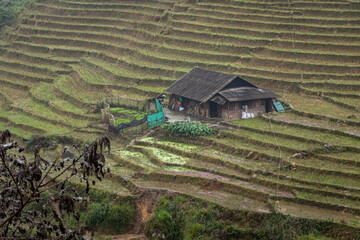 Beautiful rice fields on a cloudy afternoon on the outskirts of Sapa, Vietnam