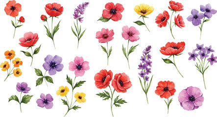 Fototapeta premium Watercolor floral collection. Set of hand painted anemones, poppies, and garden wildflowers.