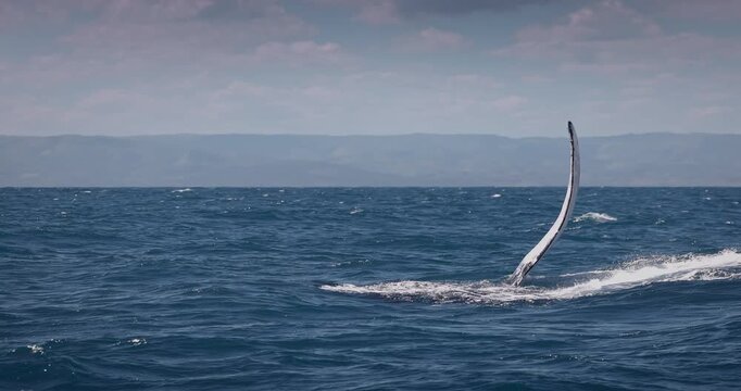 Humpback blue whale jumping out of the water in Caribbean Sea, Dominican Republic during nice sunny day