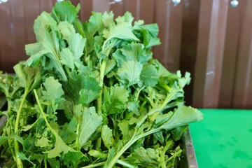 fresh lettuce in the garden