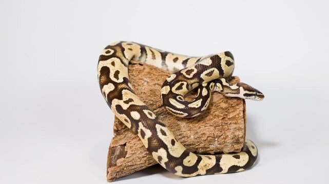 Ball python slowly moving on wooden log in studio