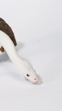 Albino White Snake Slithering Over Wooden Branch Perch