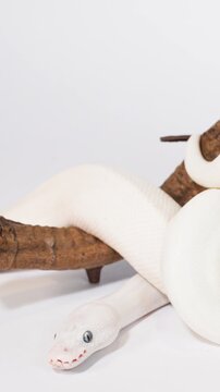 Albino White Snake Slithering Slowly Along Wooden Branch