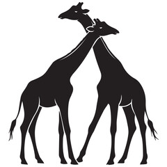 Obraz premium Two giraffes standing together in a tender moment
