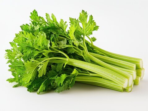 Fresh bunch of celery with lush green leaves isolated on a white background