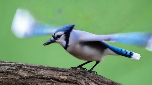 Vibrant blue jay perched on tree branch against green background