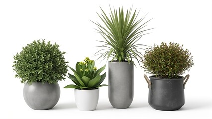 Four different green houseplants in concrete and ceramic pots including a spherical bush, a succulent with buds, a tall spiky plant, and a small