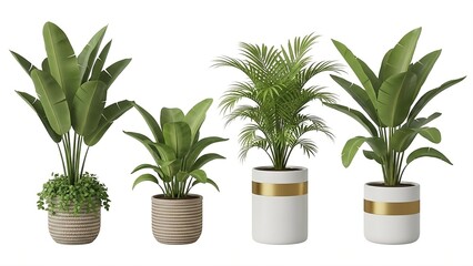 Group of five diverse indoor plants in decorative pots including large banana leaf plants, a palm, and a small bushy plant, with two white pots