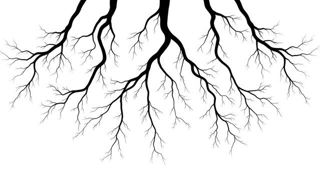 Black and white image of branching tree roots or vascular system