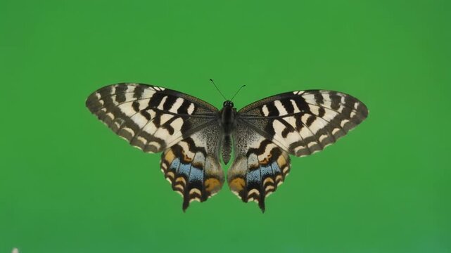 Beautiful butterfly with black and white wings on green background.