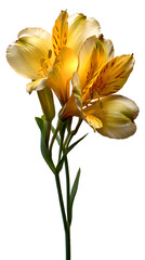 Vibrant yellow alstroemeria flowers with delicate petals and stems