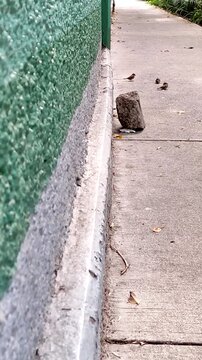Many small sparrows walking through the city streets during the day. Muchos peque&ntilde;os gorriones caminando por las calles de la ciudad en el d&iacute;a(195).