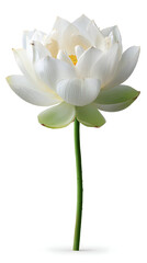 Beautiful white lotus flower with green stem and leaves isolated on white background