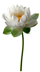 Beautiful white lotus flower with green leaves on stem