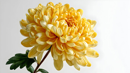 Beautiful yellow chrysanthemum flower on white background