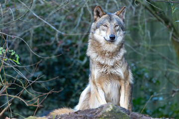Ein Wolf sitzt frontal vor Dickicht auf Felsuntergrund