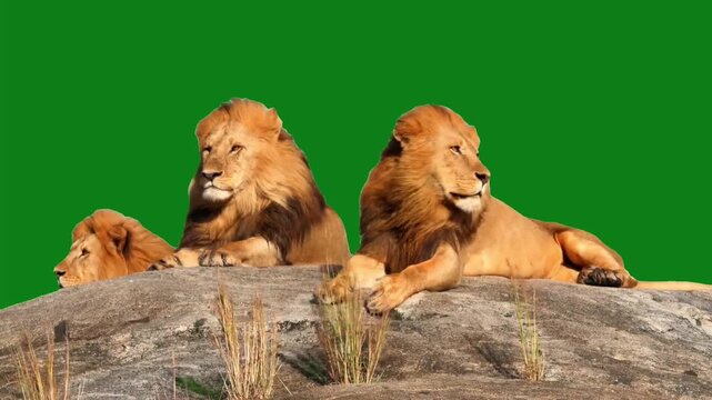 Majestic lions resting on rocky outcrop in savannah