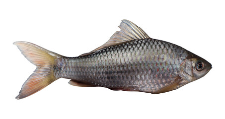 Adult size osteochilus vittatus or ikan nilem specimen on transparent background