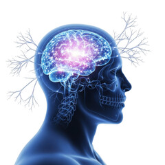 3d render of human brain with glowing neural network isolated on transparent background