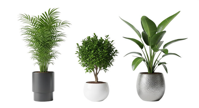 Three vibrant potted houseplants parlor palm, boxwood bush, and strelitzia for decor isolated on transparent background