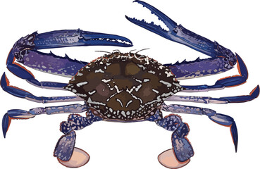 Flower crab vector