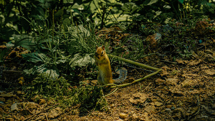 Chipmunk stands alert among green foliage and rocks in a forested area