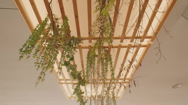 Green plants and vines hanging from wooden ceiling structure