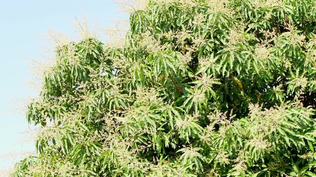Mango flower clusters blooming on mango tree branches under natural sunlight. Concept of tropical agriculture, fruit cultivation, pollination stage, seasonal growth, farming, tfood production