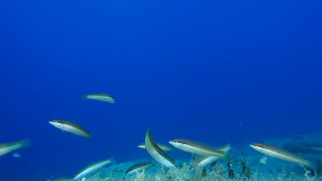 school of labridae fish wrasse thalasoma pavo swimming underwater slow motion