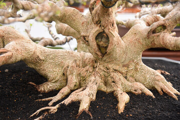 Fototapeta premium Bonsai tree in details and close up