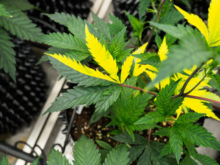 cannabis : indoor growing medical marijuana, green background of marijuana leaves is a plant for treatment and rest. cannabis, medicine and drug.