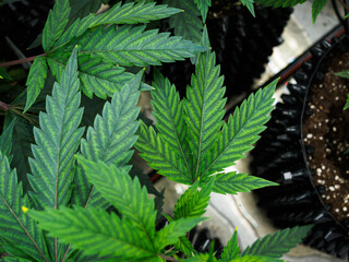 cannabis : indoor growing medical marijuana, green background of marijuana leaves is a plant for treatment and rest. cannabis, medicine and drug.