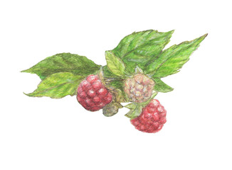葉付きのラズベリー　水彩色鉛筆イラスト
