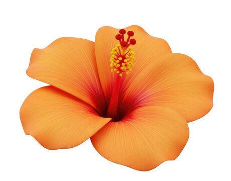3d cartoon orange hibiscus flower transparent background cutout png