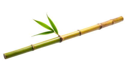 Single fresh green bamboo stem with a leaf isolated on a grey background. Minimalist organic plant stalk ideal for spa, wellness, zen meditation, and sustainable nature concepts