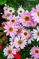 美しいデイジーの花